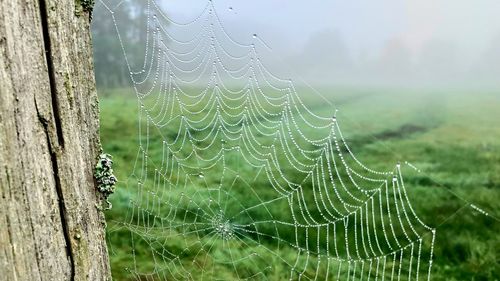 Close-up of wet spider web on plant