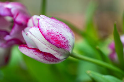 Close-up of pink tulip flower