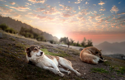 View of dogs relaxing on field during sunset