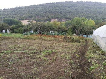 Scenic view of field against sky