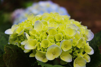 Close-up of flowering plant