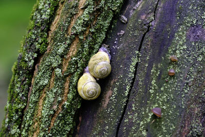 Close-up of snail on leaf