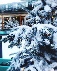 Close-up of snow covered tree by building