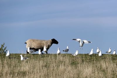 Flock of birds on the field