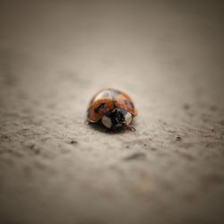 Close-up of ladybug on sand