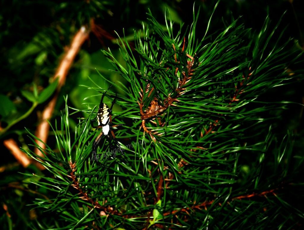 CLOSE-UP OF PLANT AGAINST BLURRED BACKGROUND