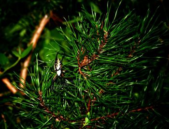 Close-up of insect on plant