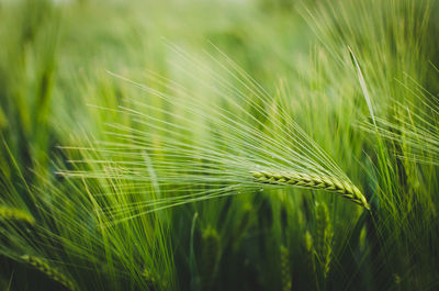 Close-up of wheat growing on field