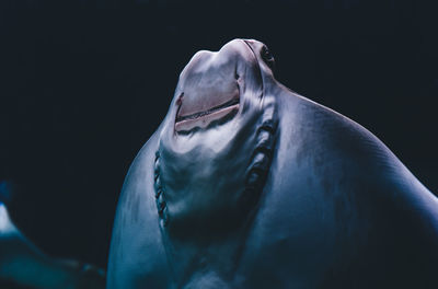 Close-up of stingray under the water