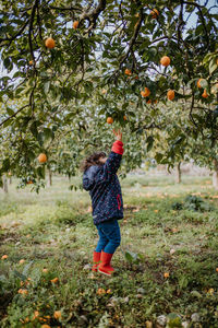 Full length of girl harvesting oranges from tree