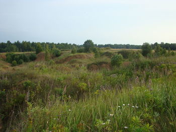 Scenic view of field against clear sky