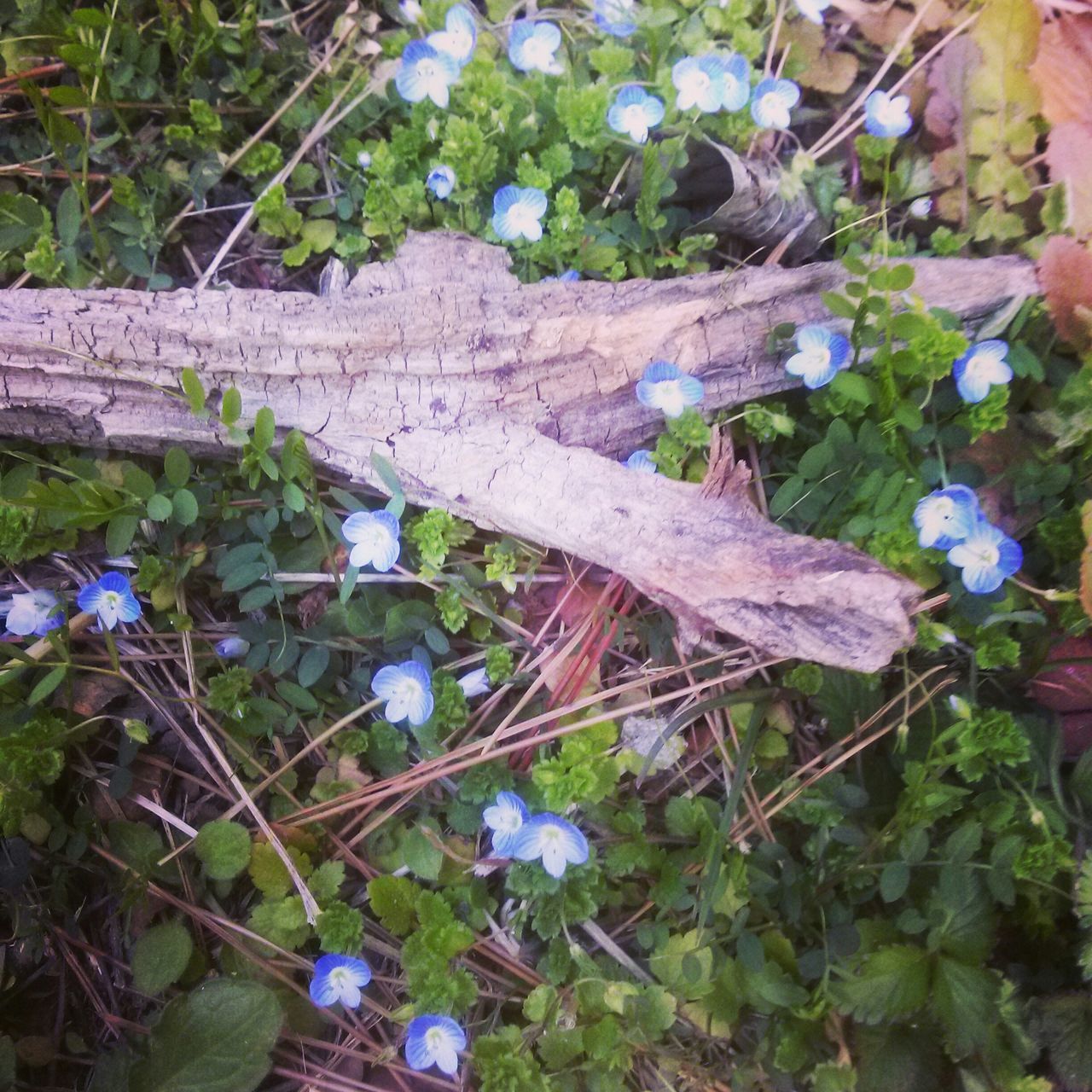 growth, flower, plant, leaf, nature, fence, fragility, day, field, freshness, beauty in nature, outdoors, high angle view, green color, blue, purple, no people, close-up, growing, stem