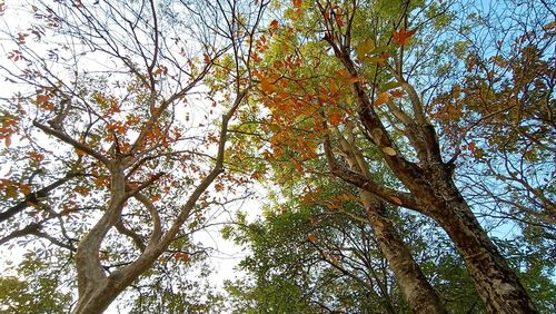 Low angle view of trees against sky during autumn