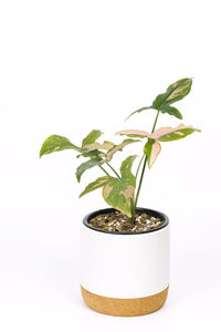 Close-up of leaves on plant against white background