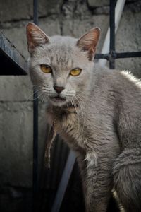 Close-up portrait of tabby cat