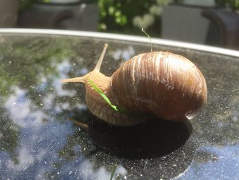 Close-up of snail