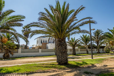 Palm trees against clear sky