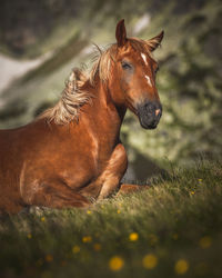 Horse portrait on the mountain.