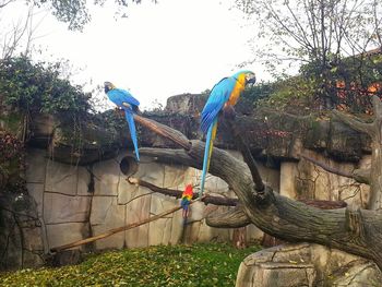 View of birds perching on tree