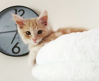 Portrait of white kitten