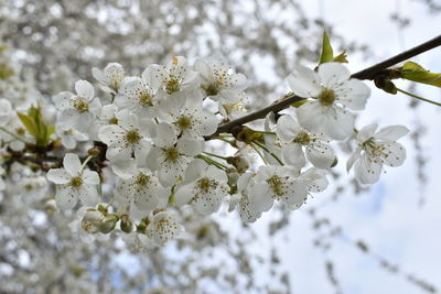 Close-up of white cherry blossoms in spring