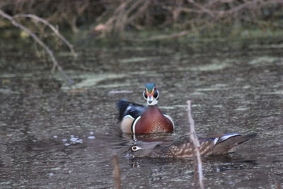 Duck swimming in lake