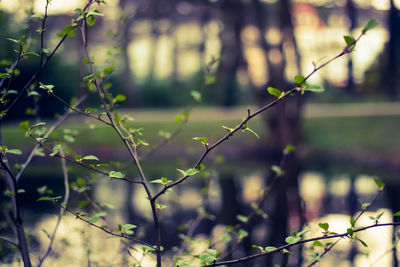 Close-up of plants against blurred background