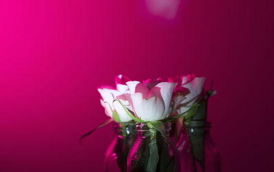 Close-up of pink flowers against wall