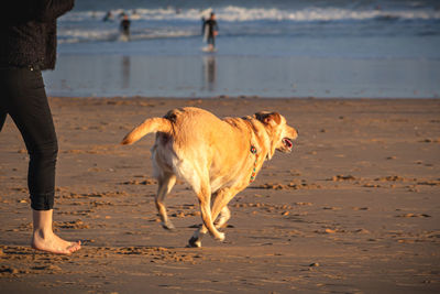 View of a dog on beach