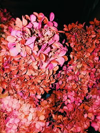 Close-up of pink flowers at night