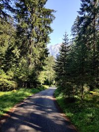 Road amidst trees in forest against sky