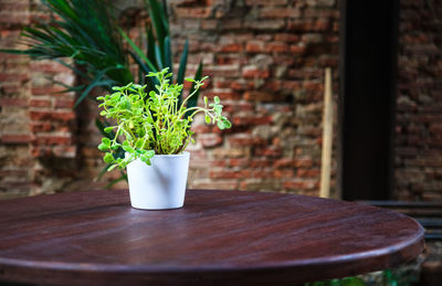 Close-up of potted plant on table