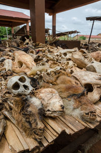 Close-up of dead animals and animal parts at traditional voodoo fetish market in benin, africa