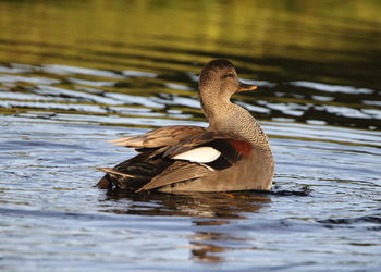 Duck swimming in lake