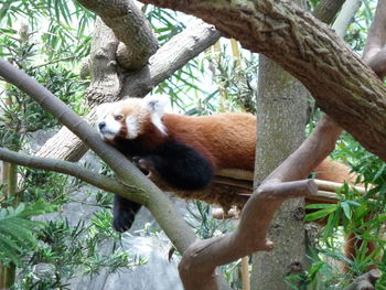 Cat lying on tree trunk in zoo