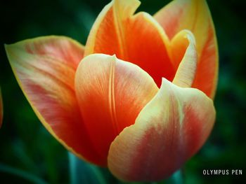 Close-up of day lily blooming outdoors