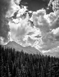 Scenic view of forest against sky