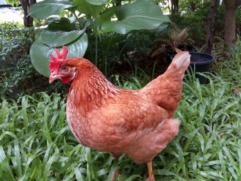Close-up of rooster on grass