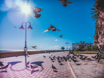 View of seagulls against blue sky