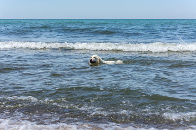 A dog in the sea waves. a white dog swimming in the sea. dog on the sea beach.