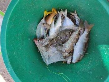High angle view of fish