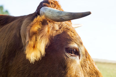 Close-up of horse against sky