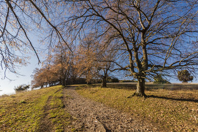 Trees on field against sky