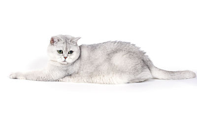 Portrait of cat relaxing against white background
