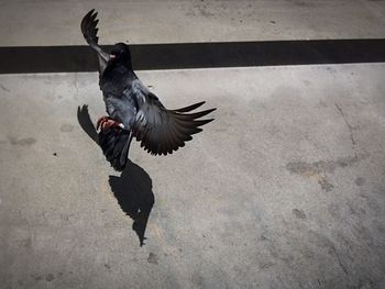 Birds in flight