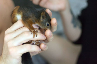 Close-up of hand holding squirrel 
