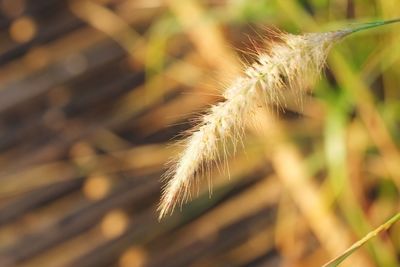 Close-up of crops growing on field