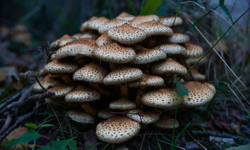 High angle view of mushrooms growing on field