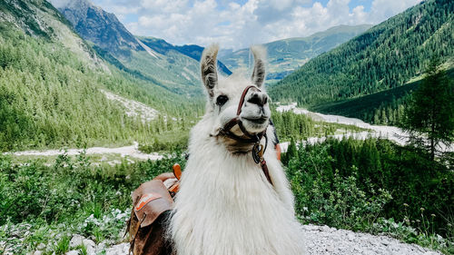 Lama in the austrian dolomites