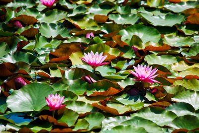 Close-up of pink flowers